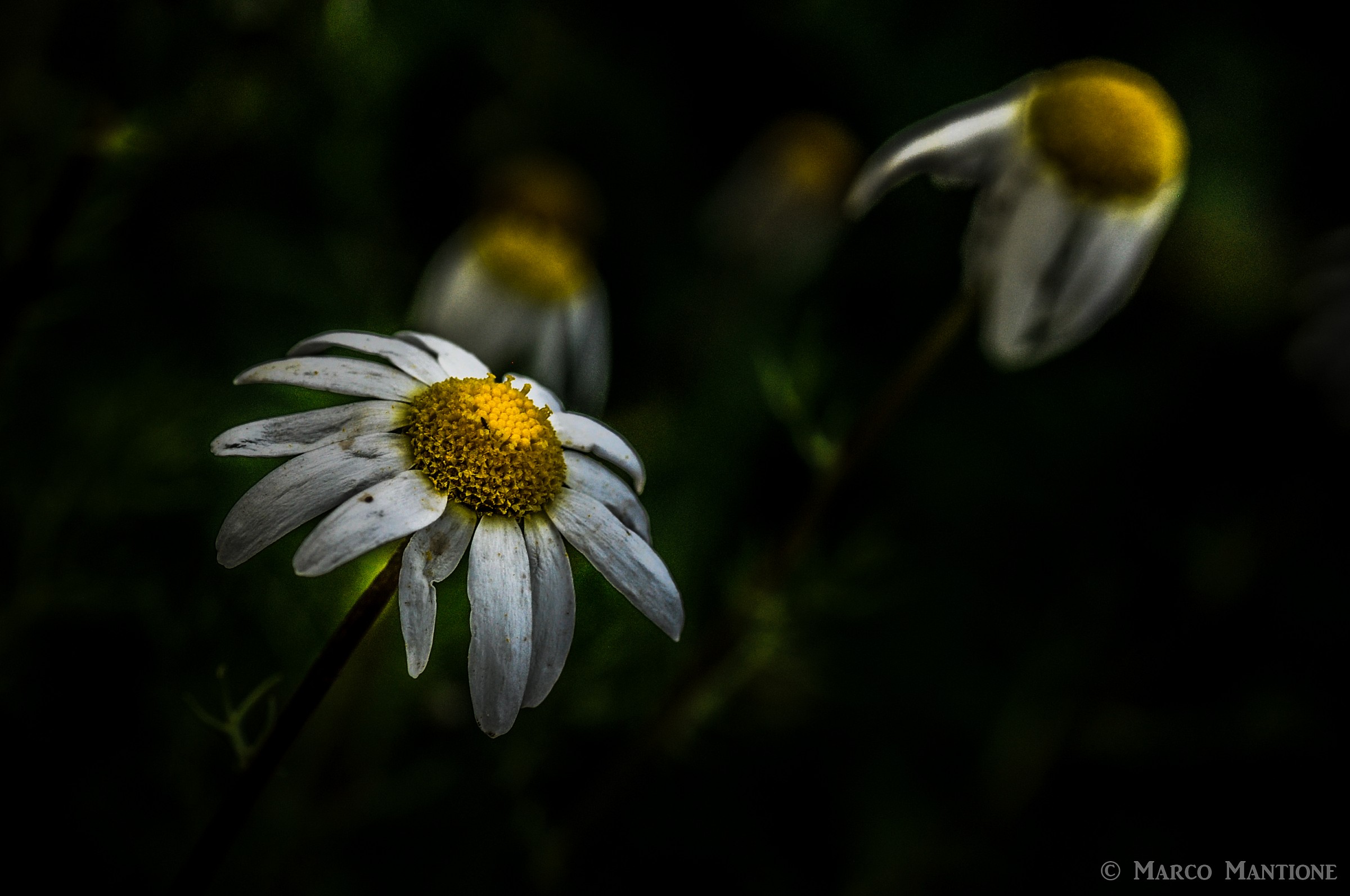 Daisies