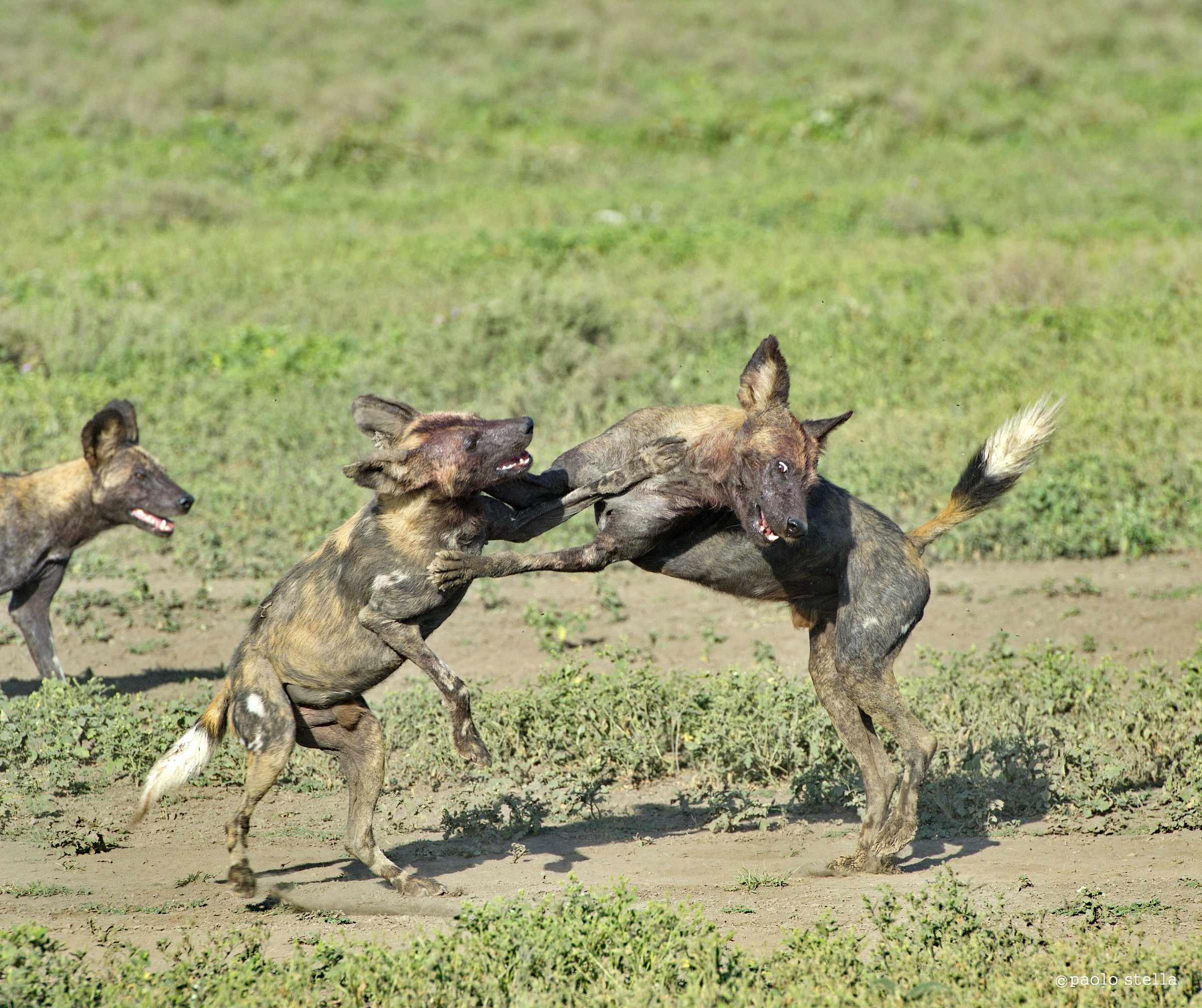 Playing wild dogs