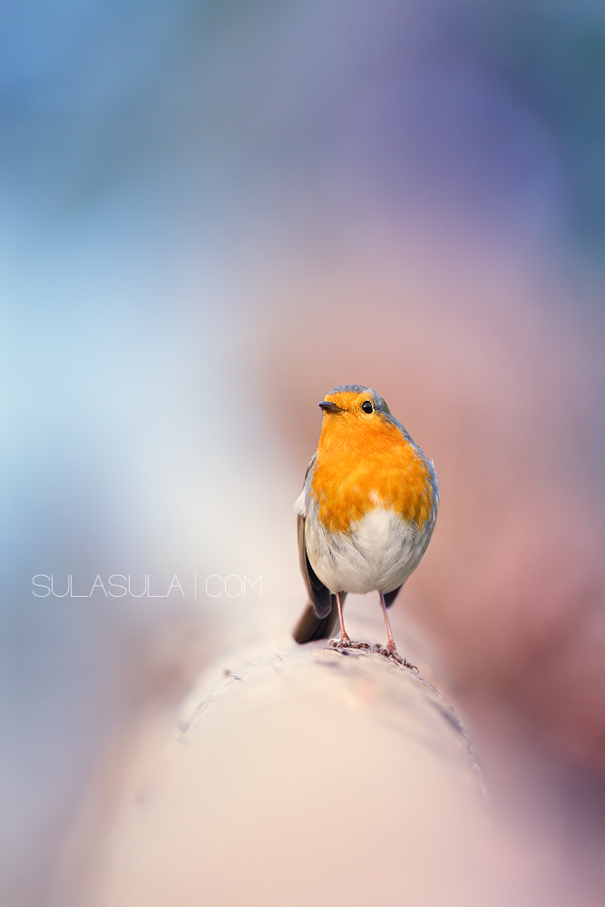 European Robin | Czech Republic