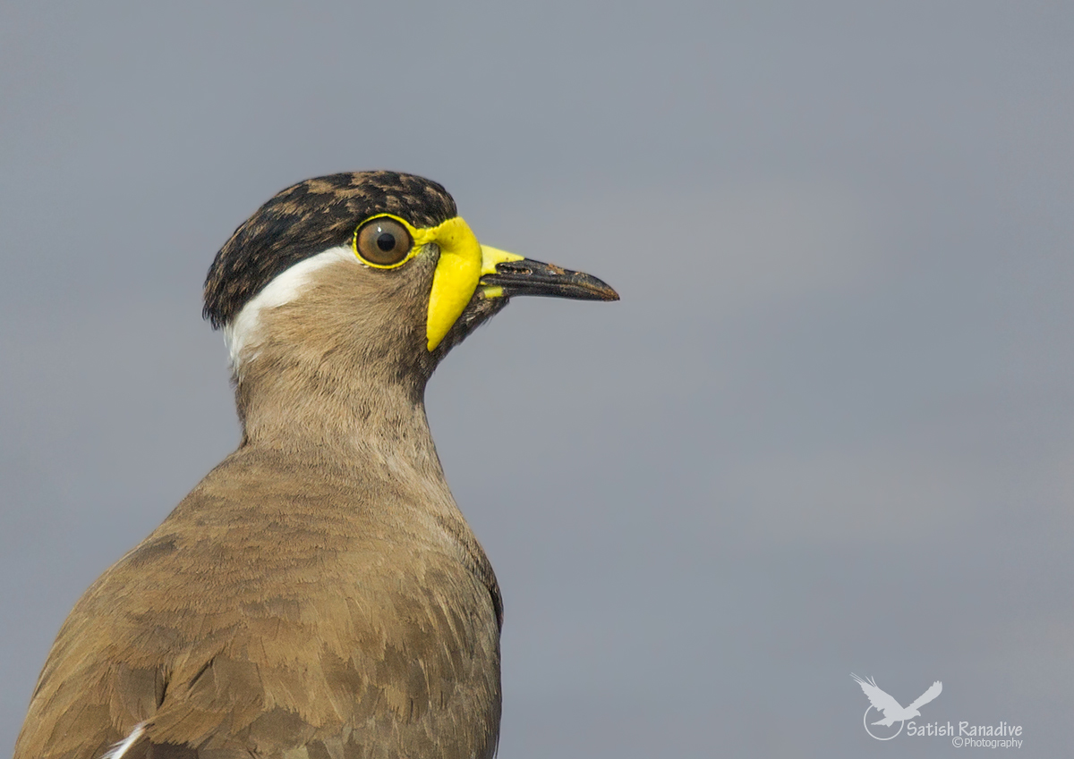 Portrait of Yellow-wattled Lapwing