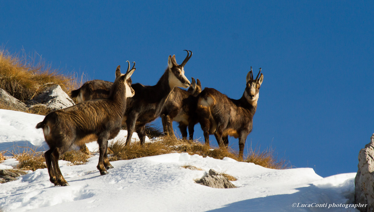Chamois (Rupicapra Rupicapra)
