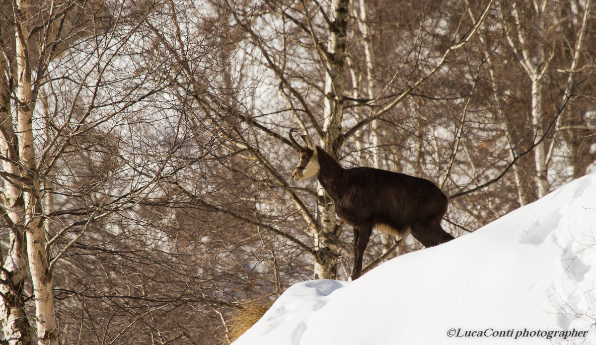 Chamois (Rupicapra Rupicapra)