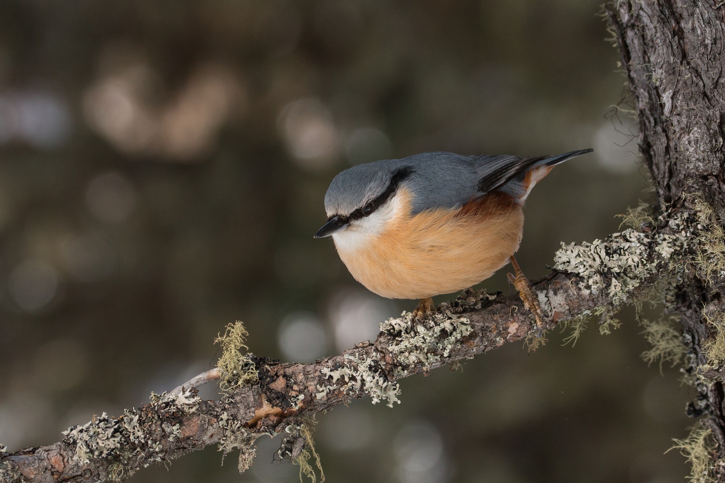 Nuthatch