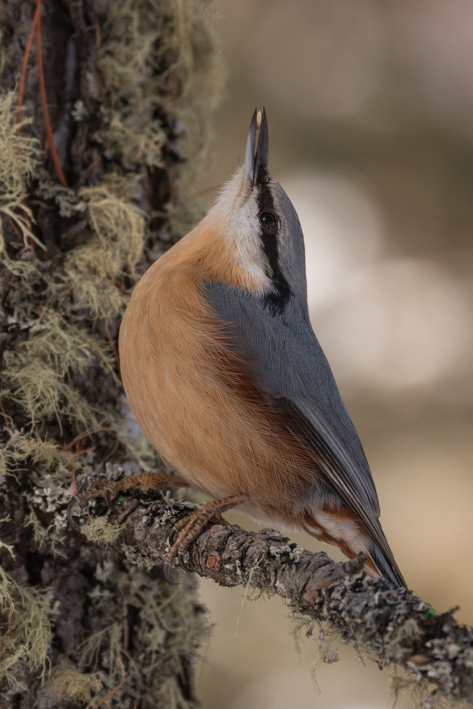 Nuthatch