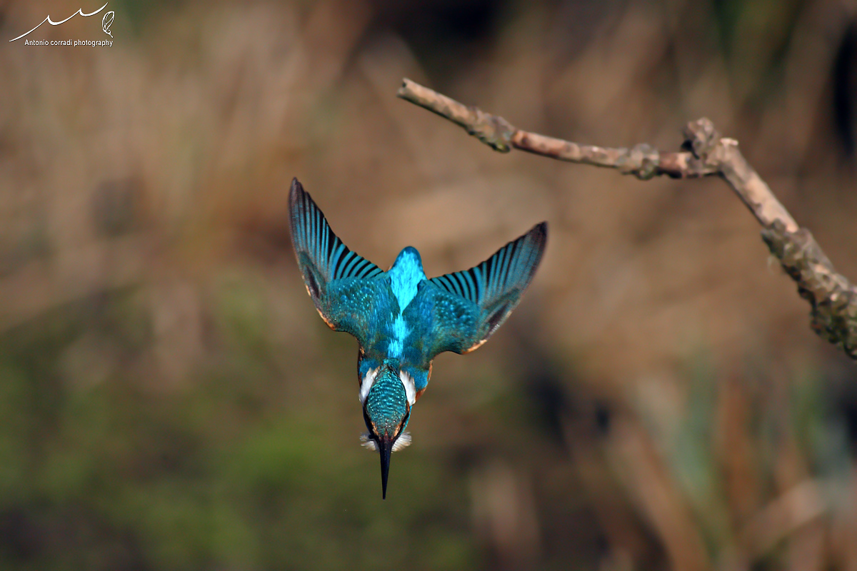 Martin pescatore in tuffo......
