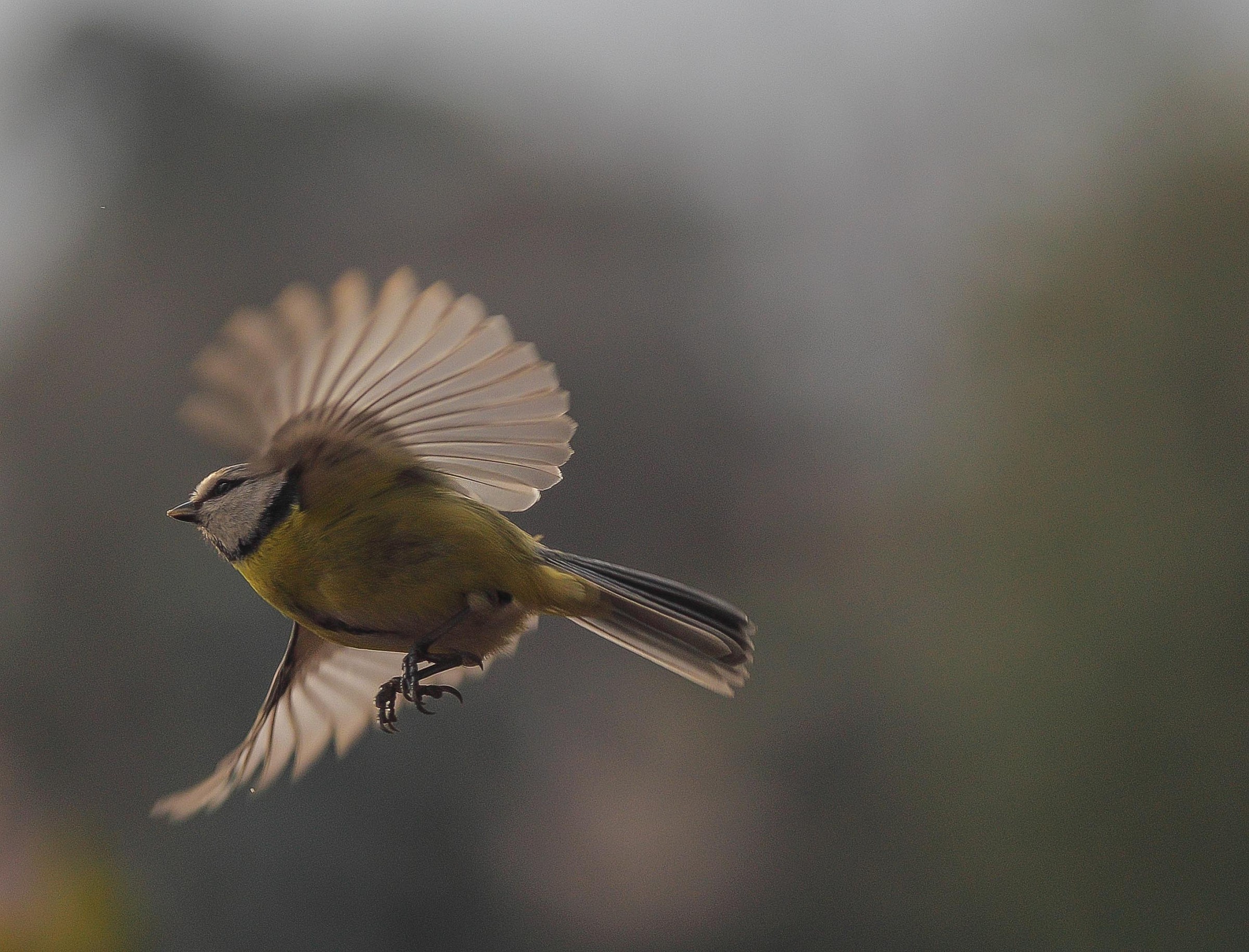 pale winter light on the blue tit