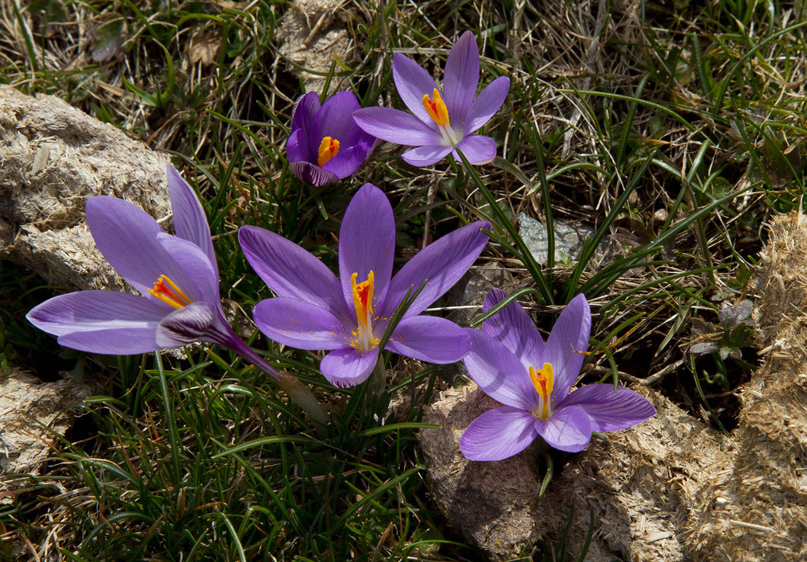 Family of Crocus