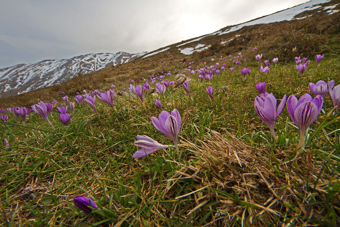 Crocus and snow in late winter on Gennargentu