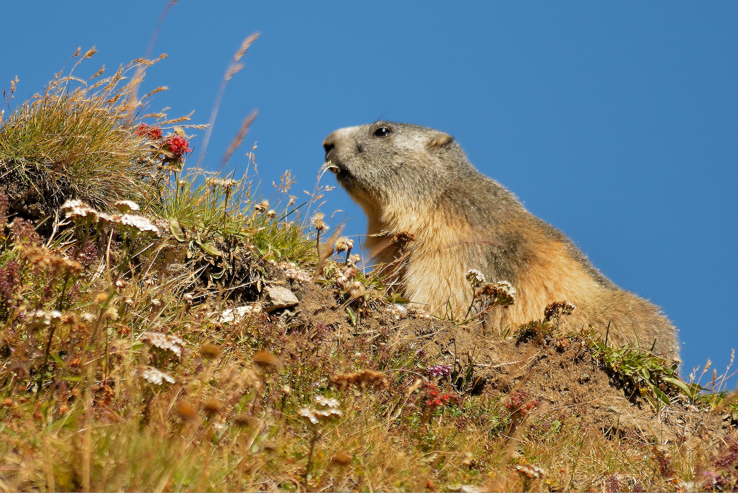 Marmot, Gran Paradiso National Park