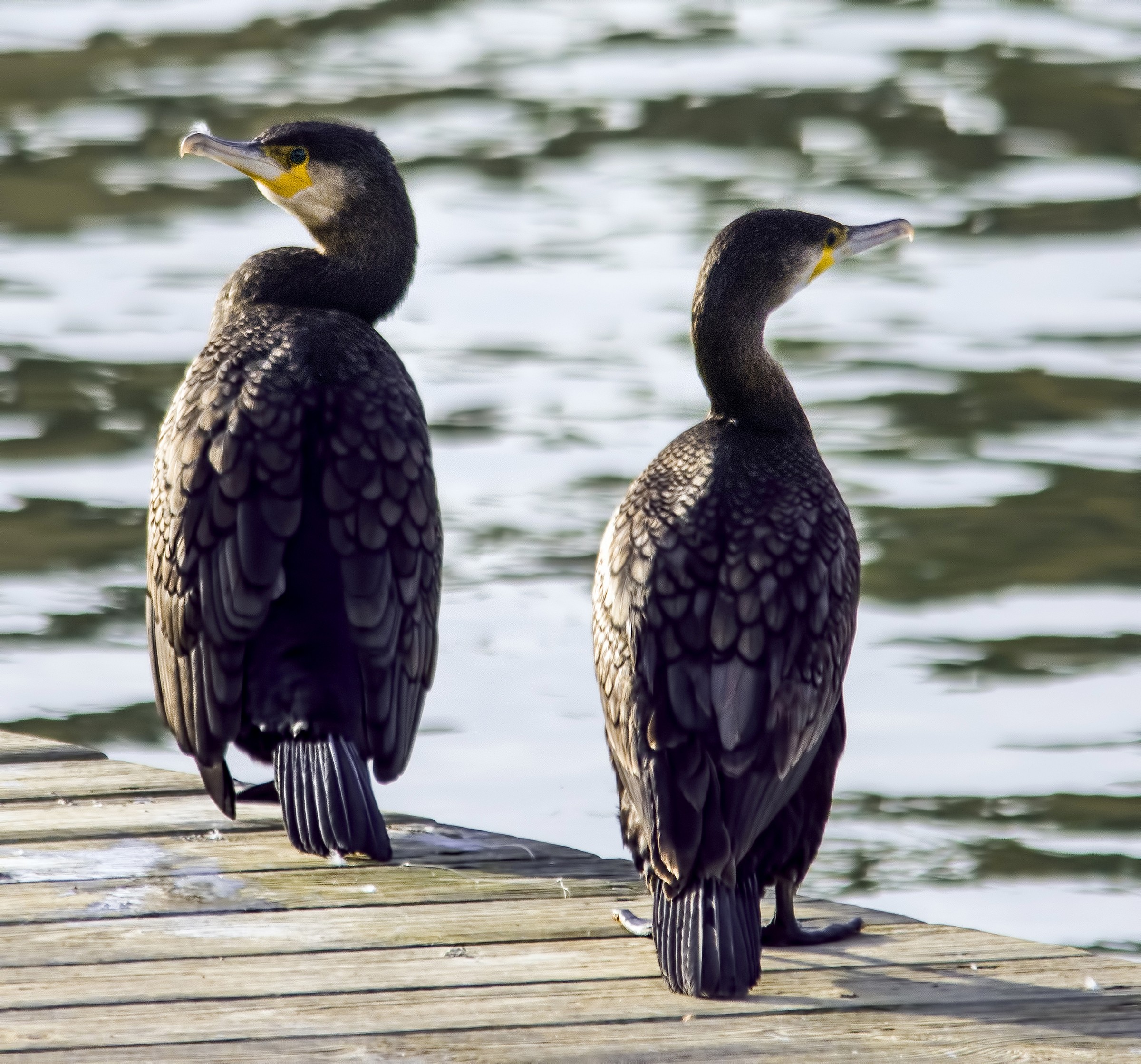 Cormorants