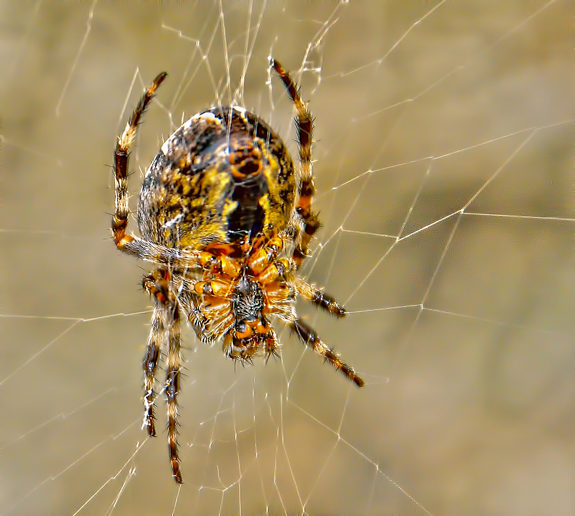 A spider Mountain ...