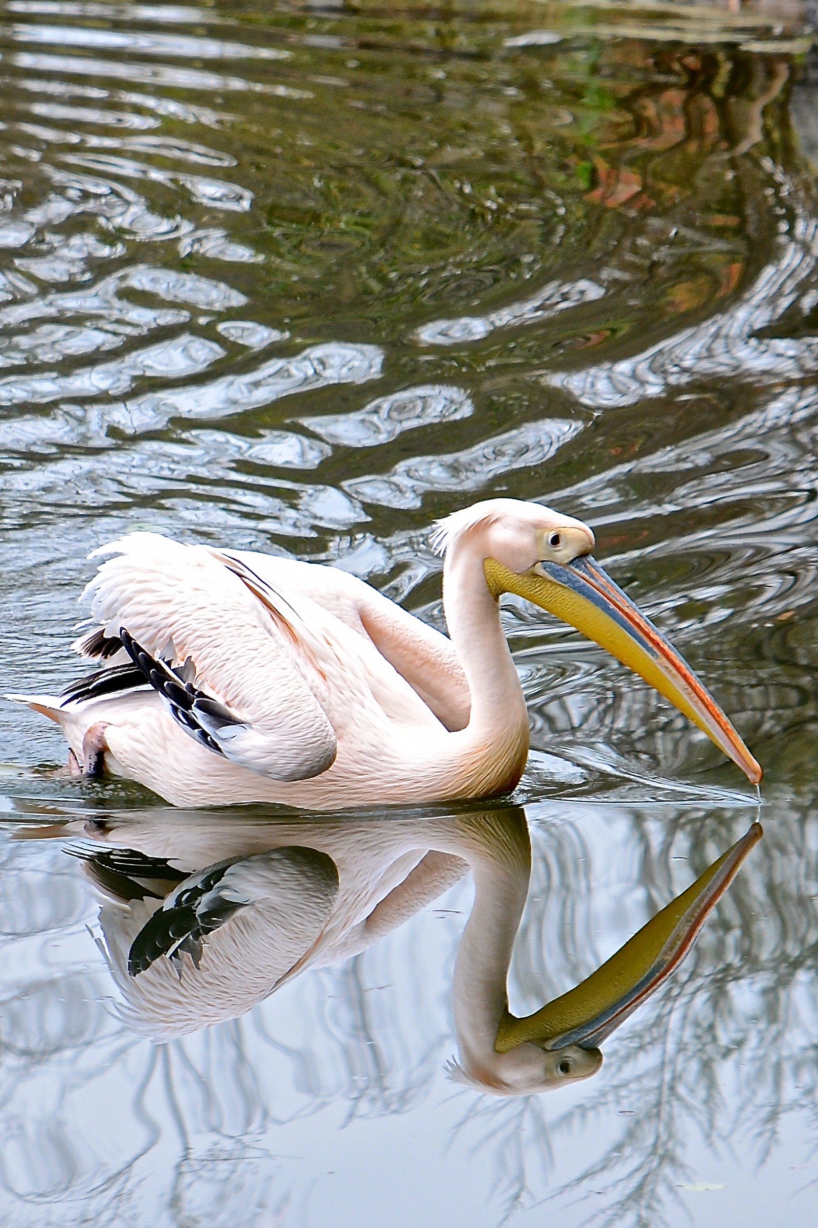 reflections to bioparco zoom turin