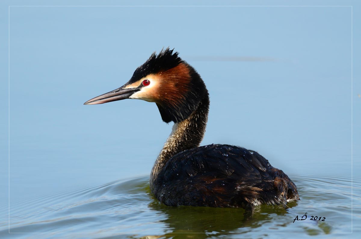 Great Crested Grebe 2