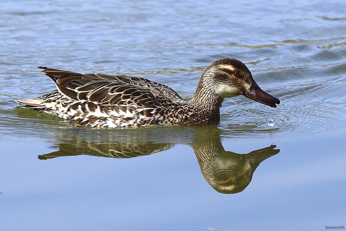 Marzaiola  (Anas querquedula)