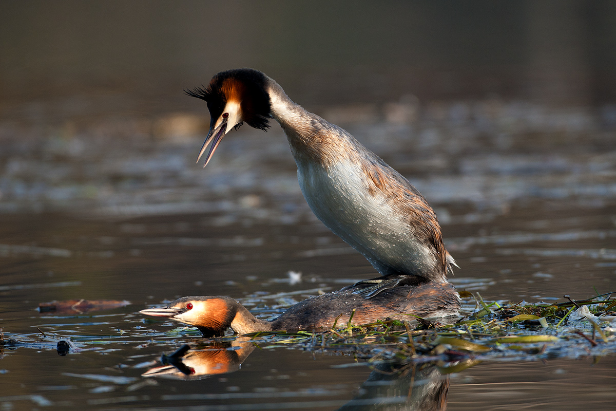 grebe magiore