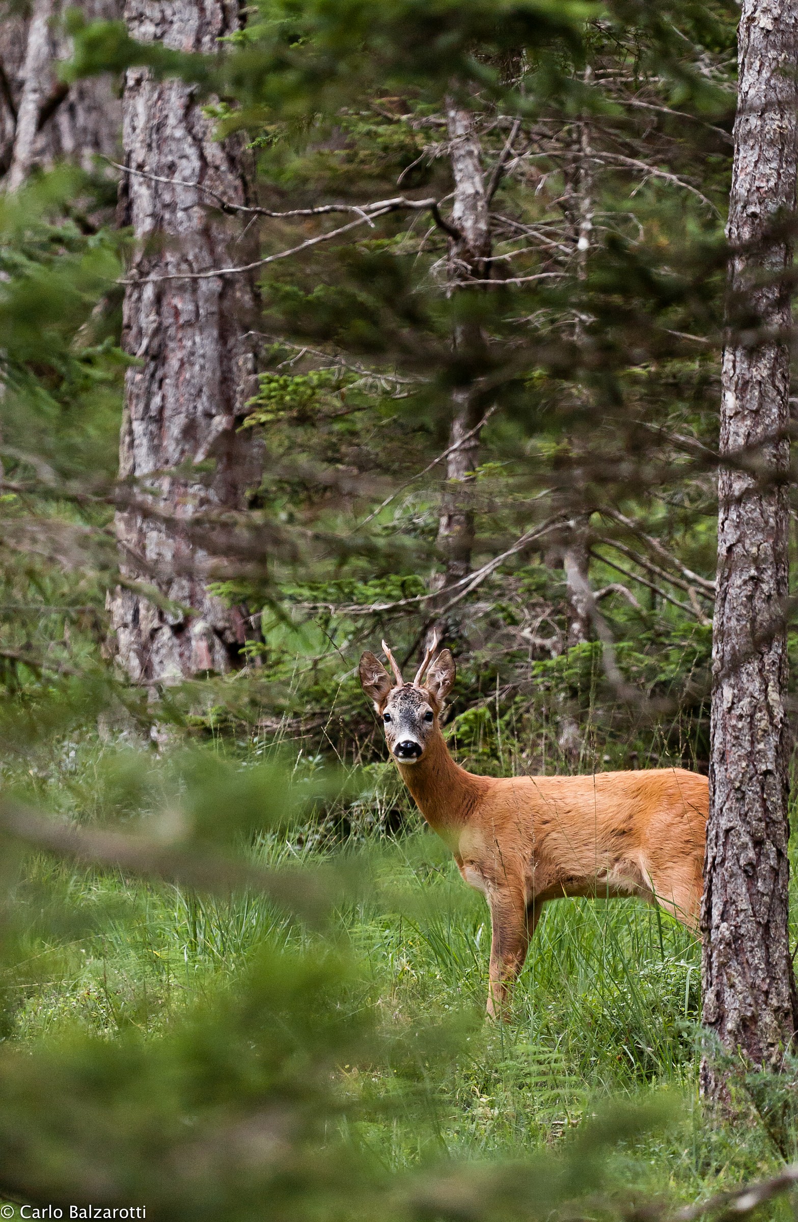 giovane maschio di capriolo