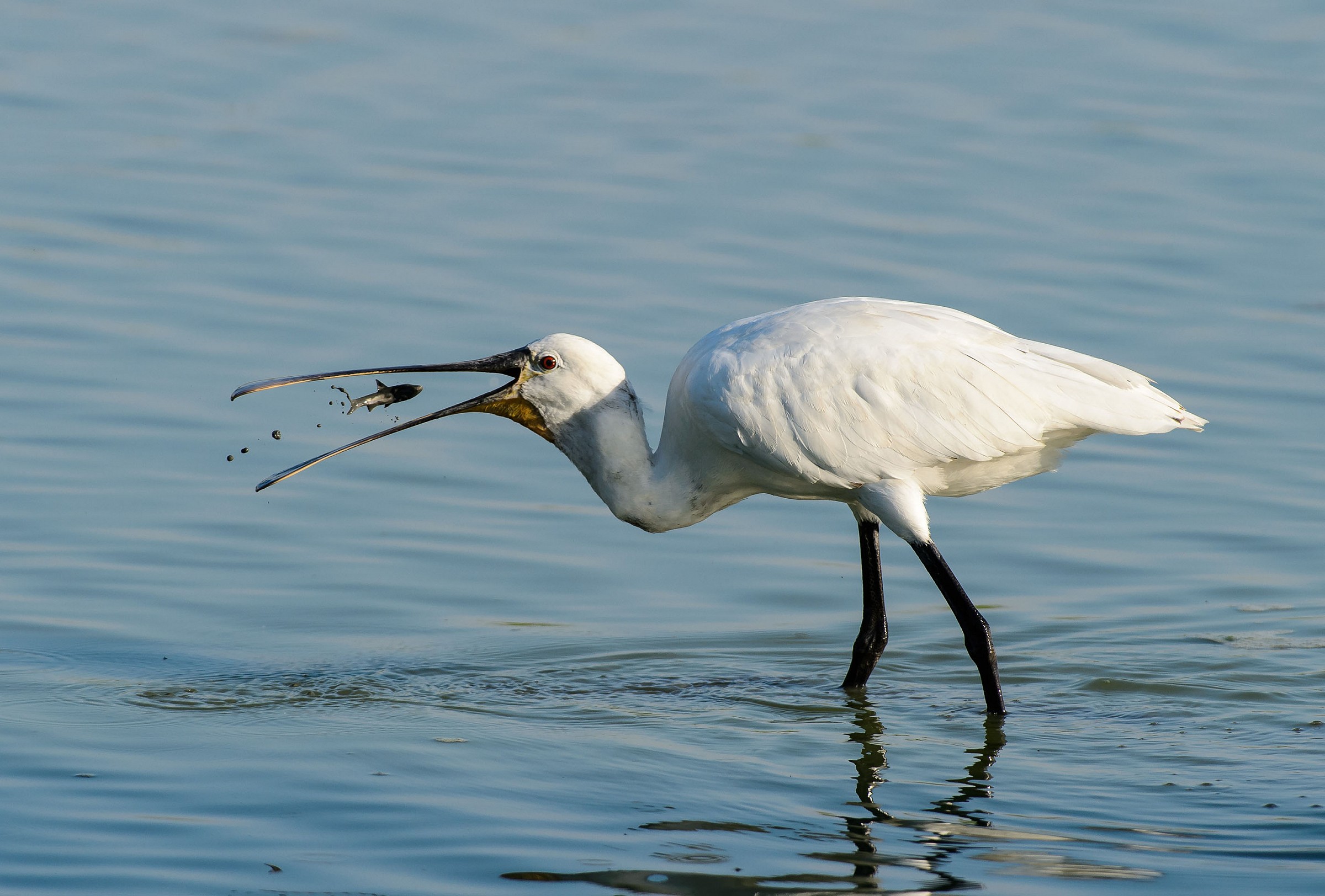 The prey of the spatula