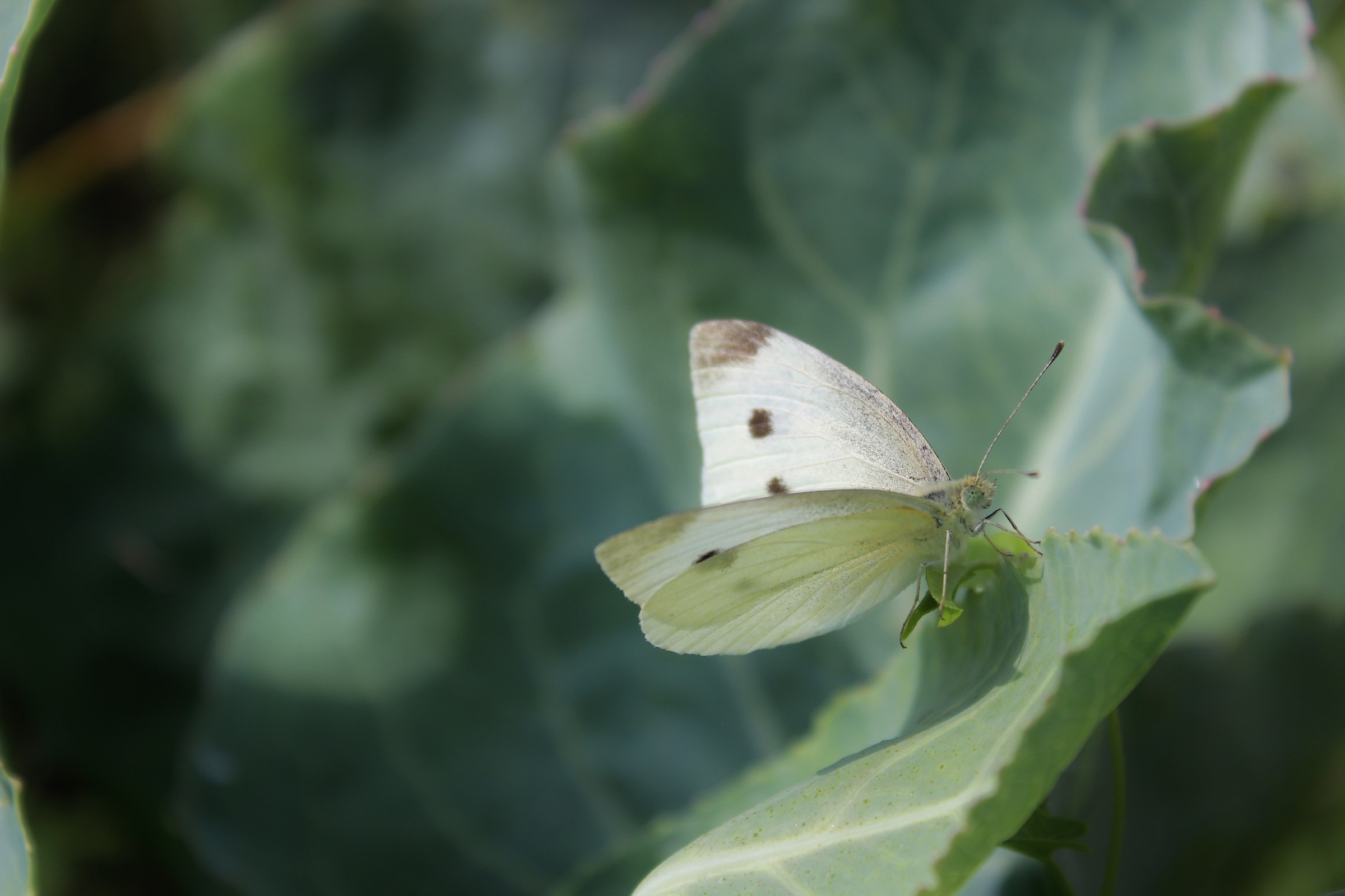 Pieris brassicae