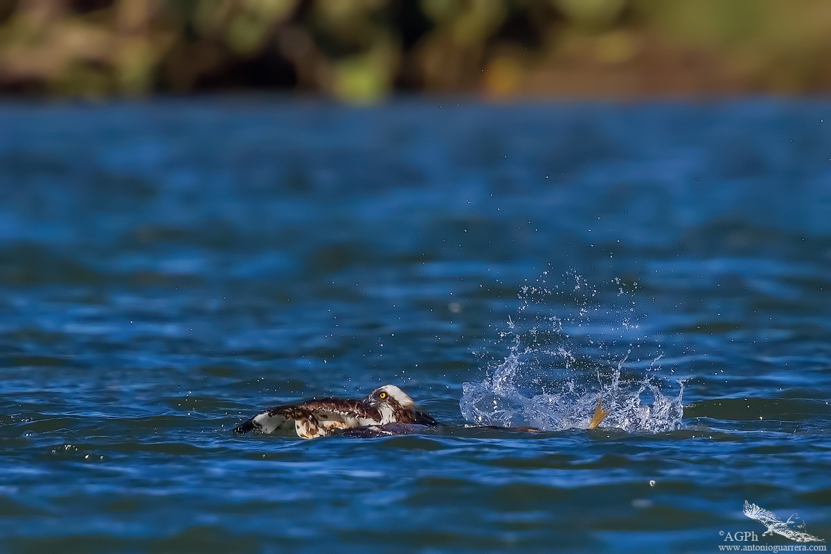 Falco pescatore at work
