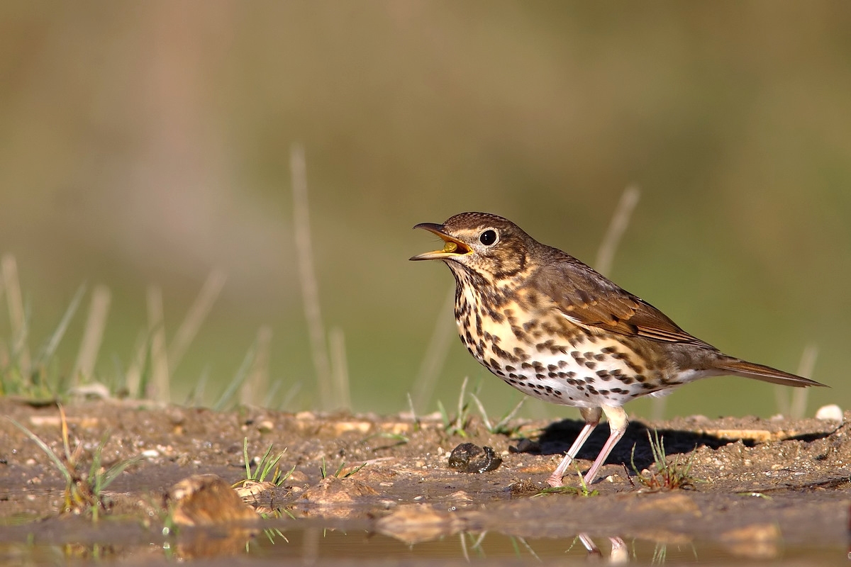 Song Thrush with snail