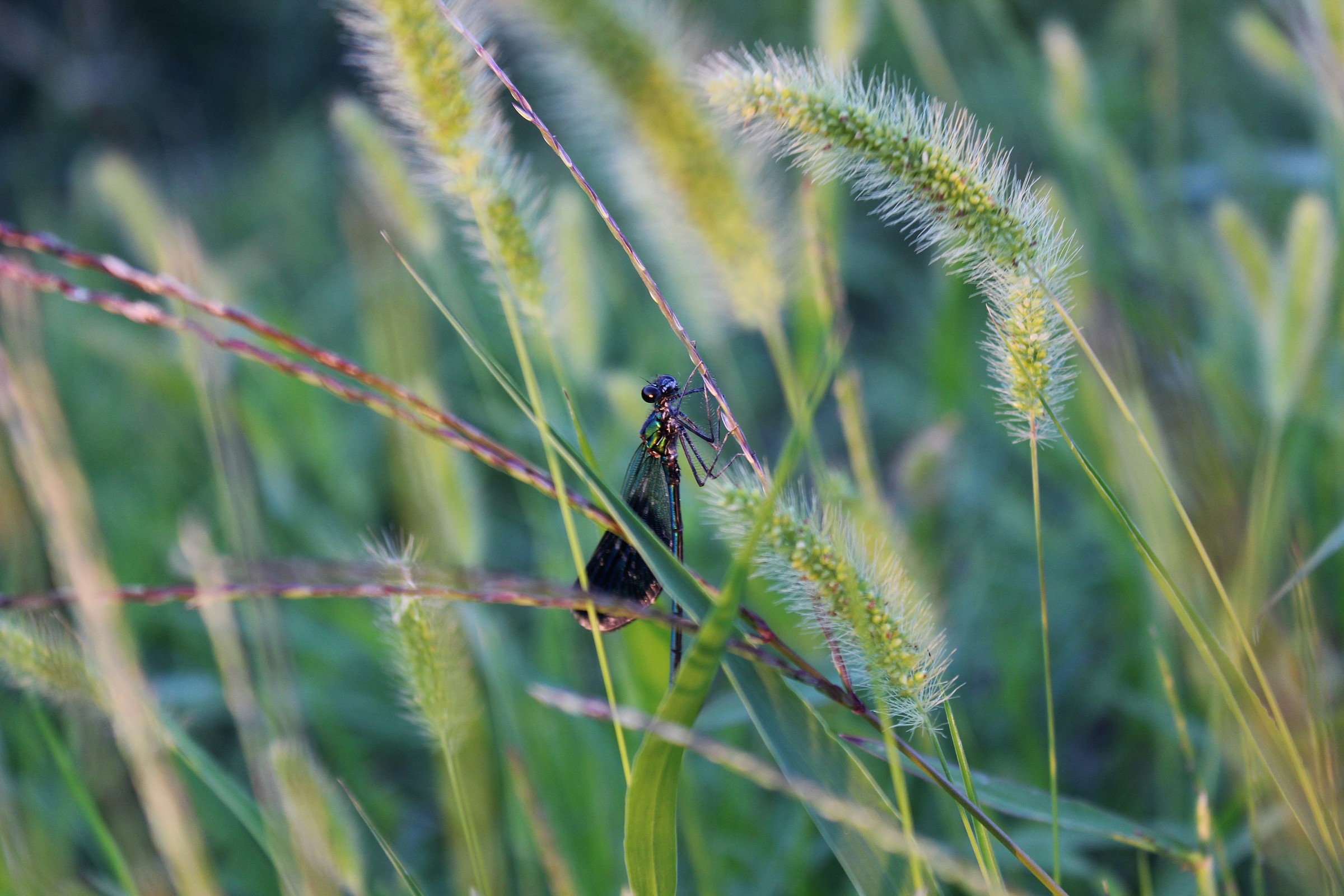 calopteryx splendens