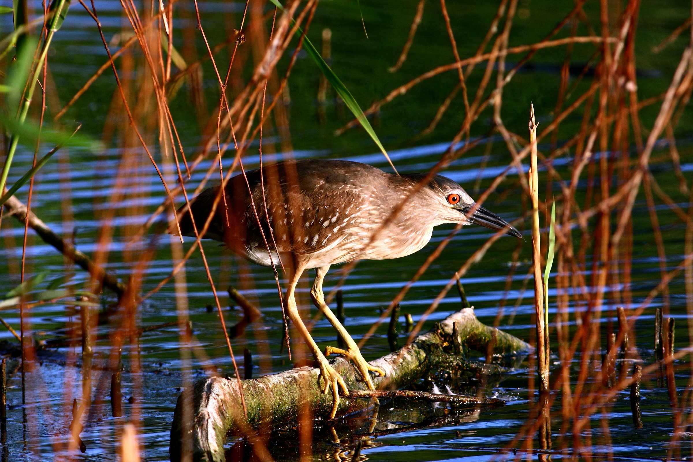 Night Heron