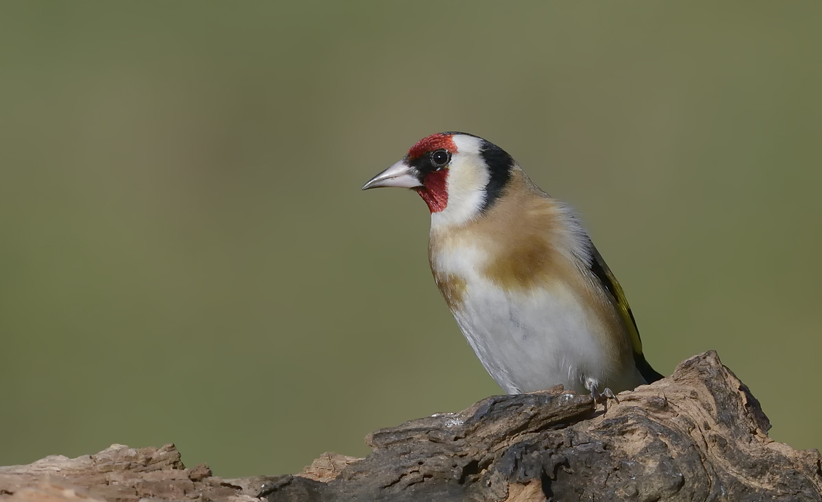 Goldfinch