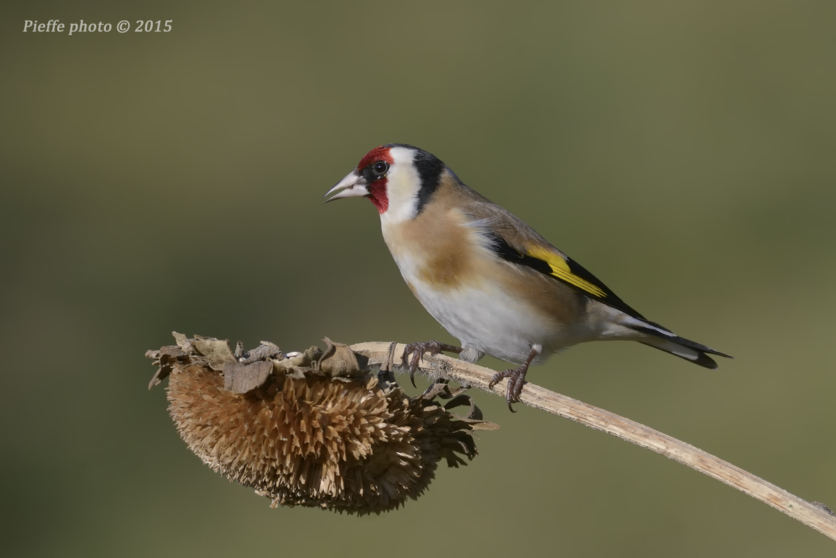 Goldfinch