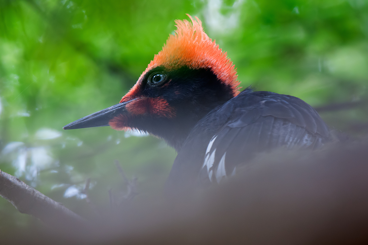 Magellanic woodpecker