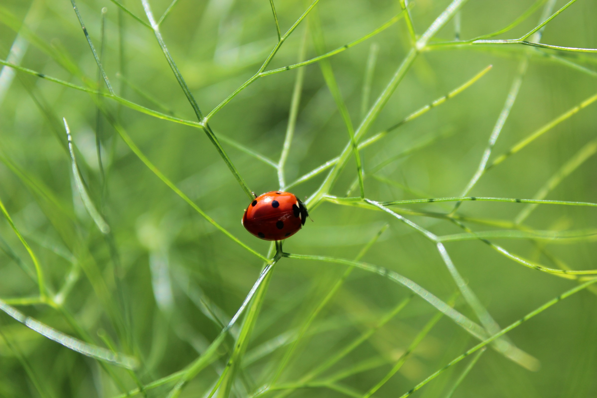 coccinella