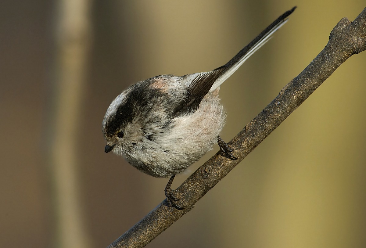 codi Bugnolo all detached