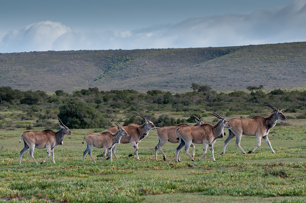 Eland (Taurotragus oryx)