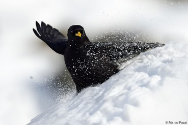 Pyrrhocorax graculus