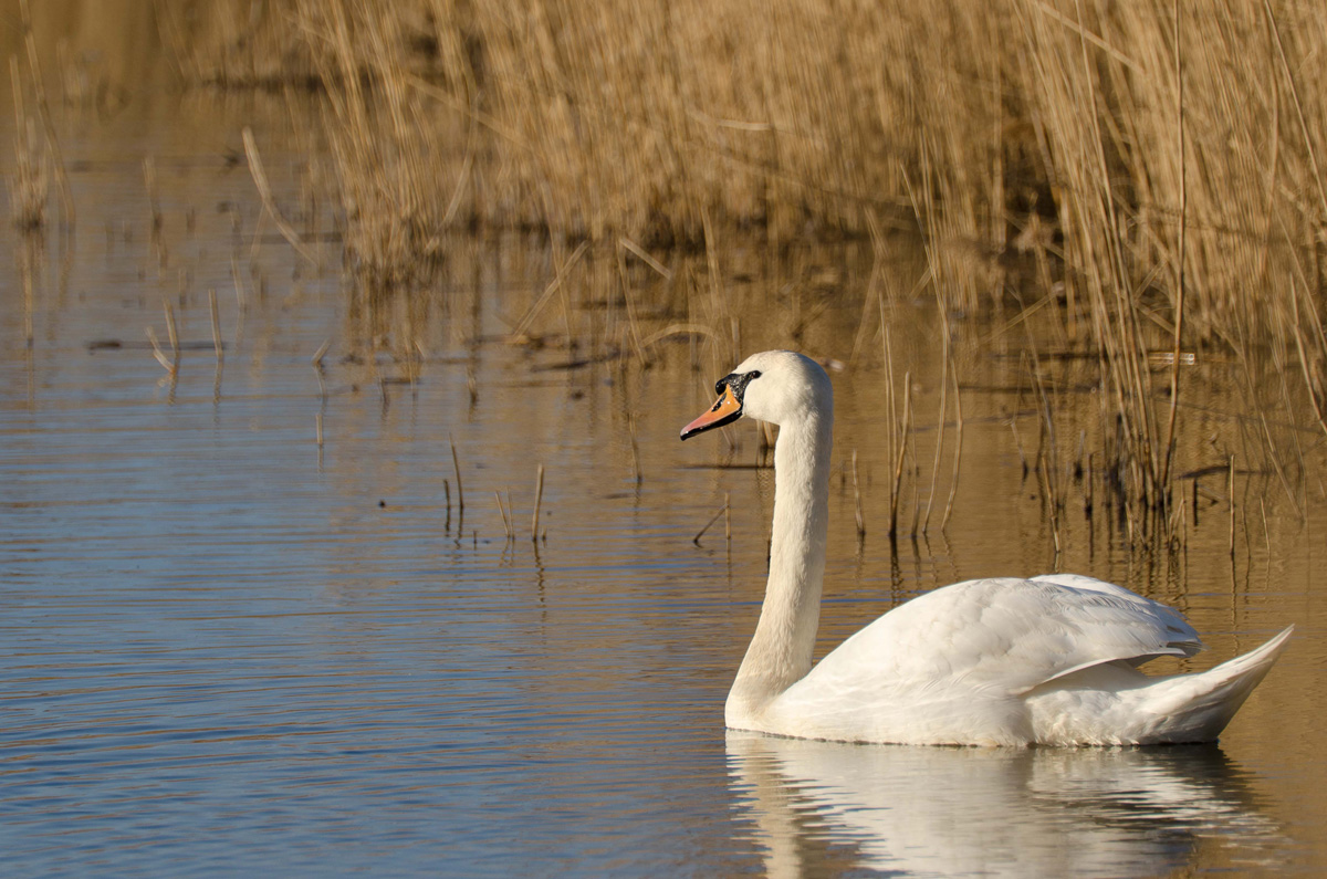 Swan zatok (SLO)