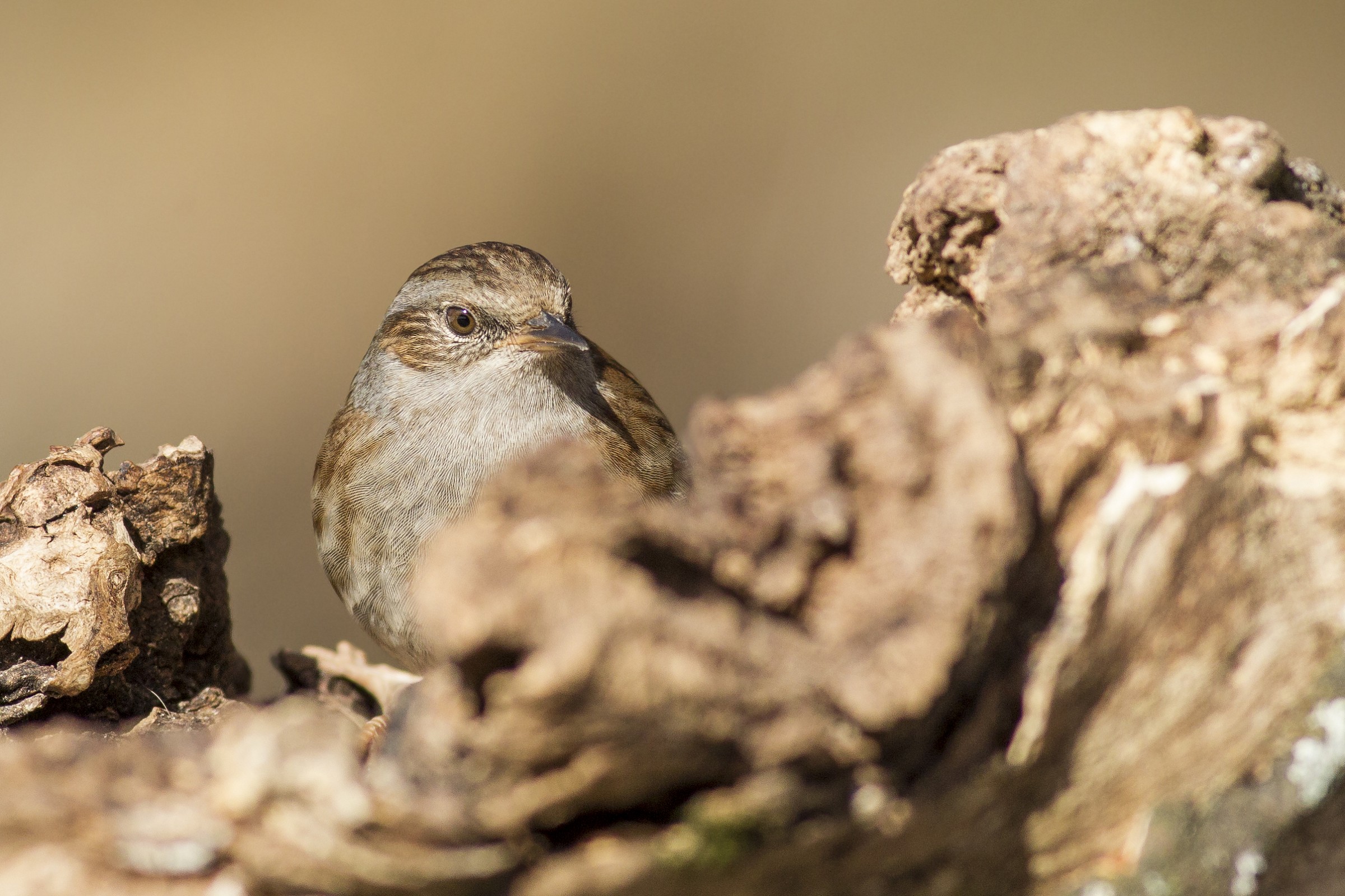 Dunnock