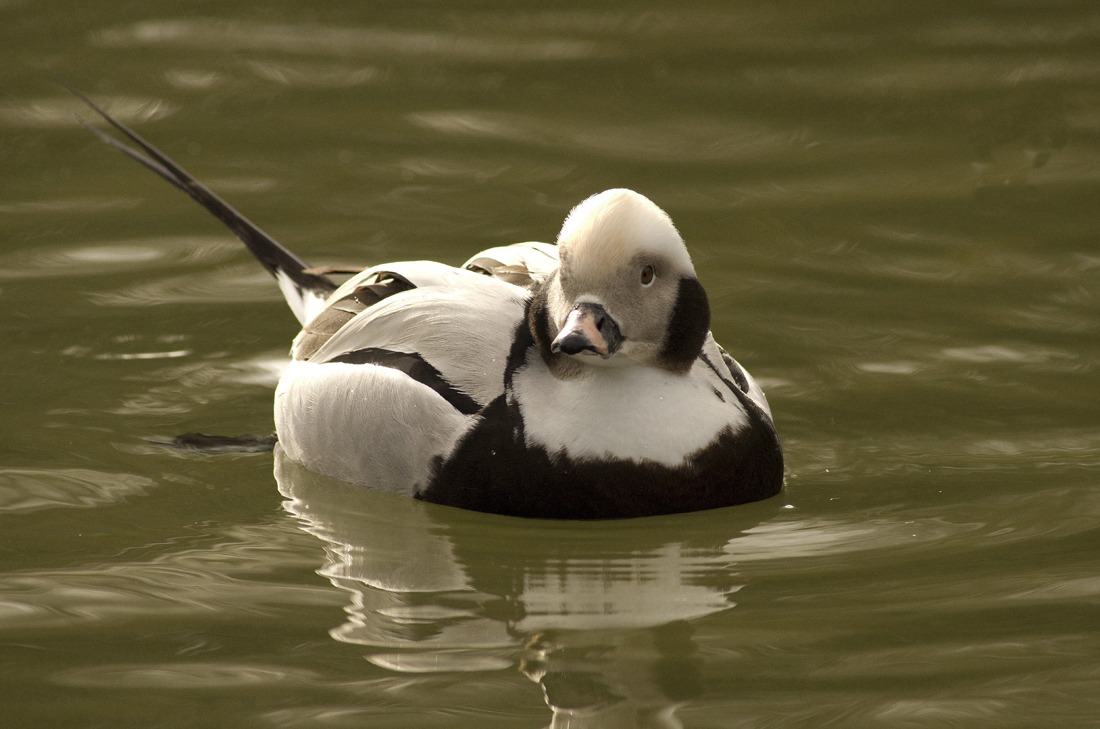 Anatra dalla coda lunga