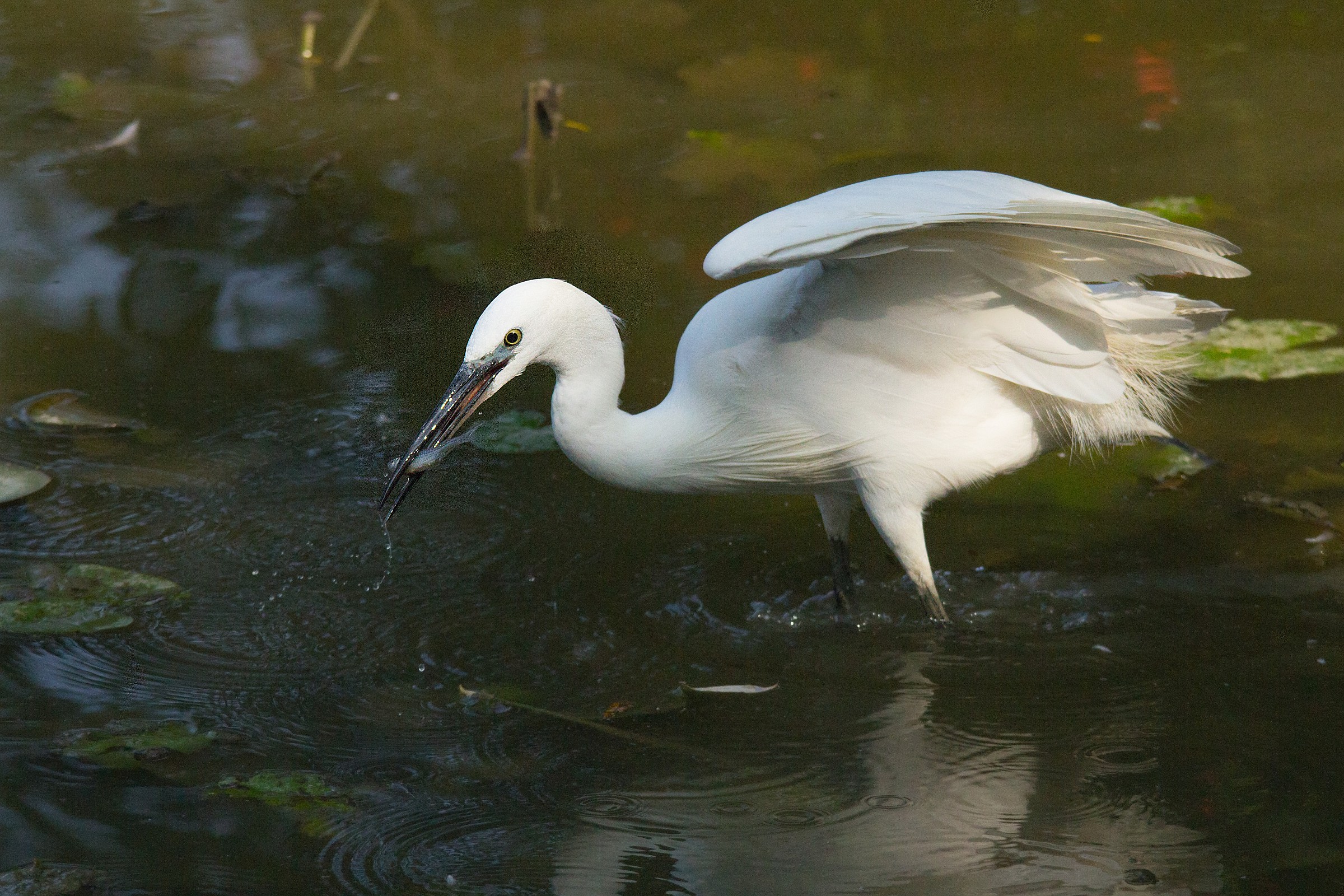 Little Egret (Egretta g. Sgarzetta)