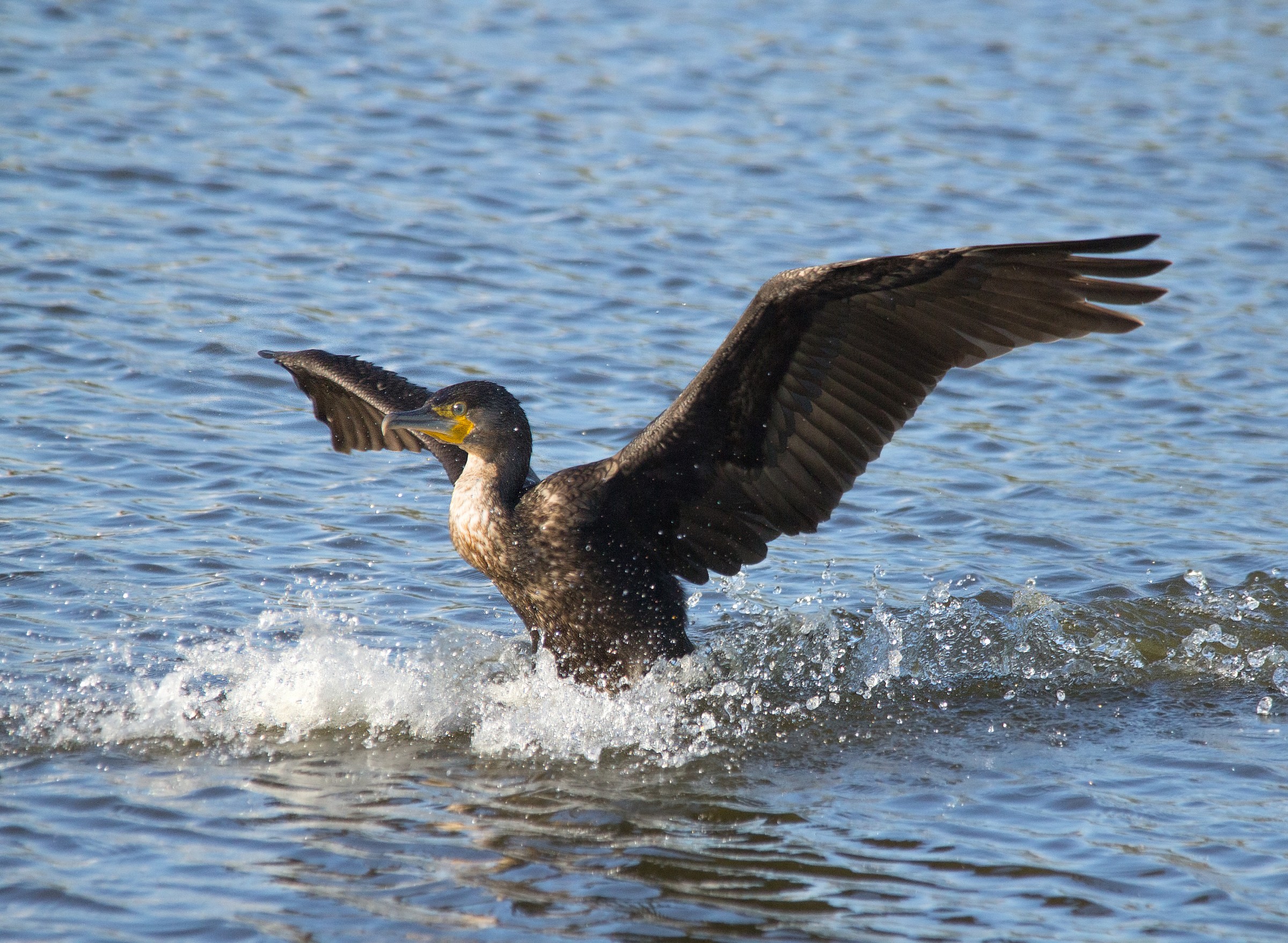 Cormorant