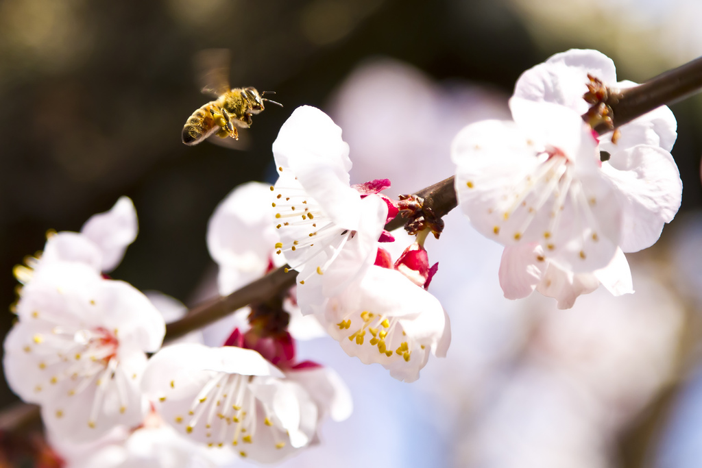 Fiore di Albicocco con Ape