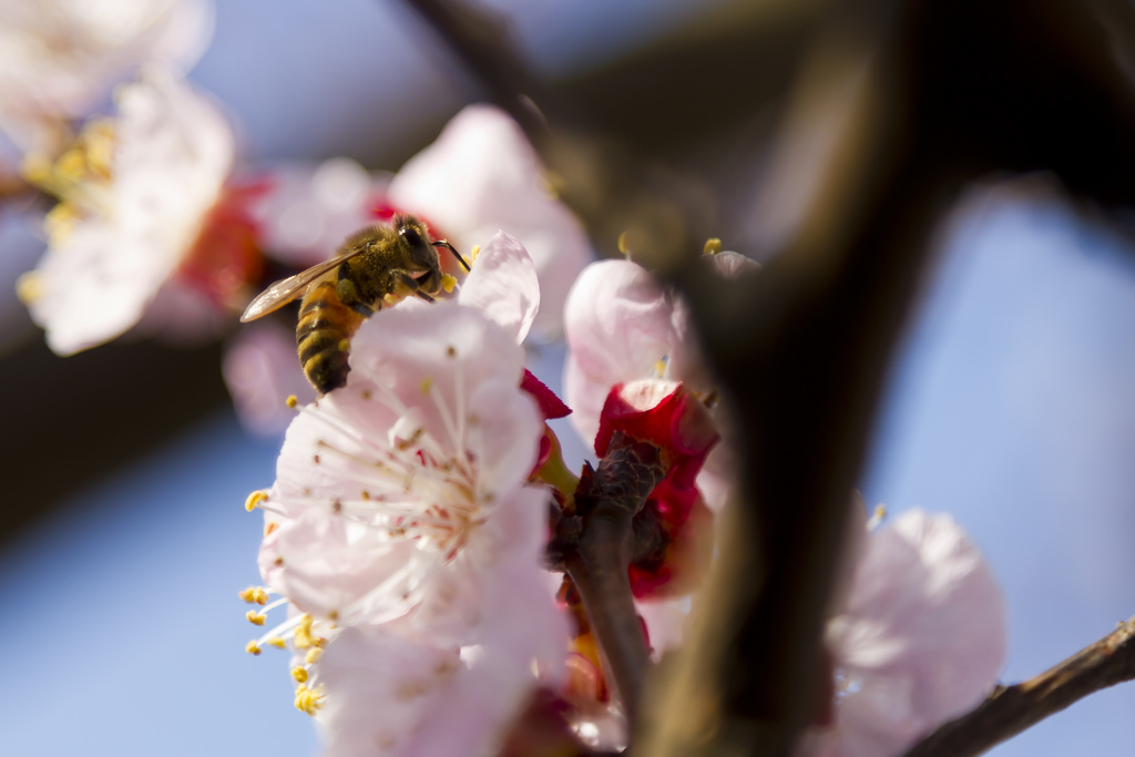 Fiore di Albicocco con Ape