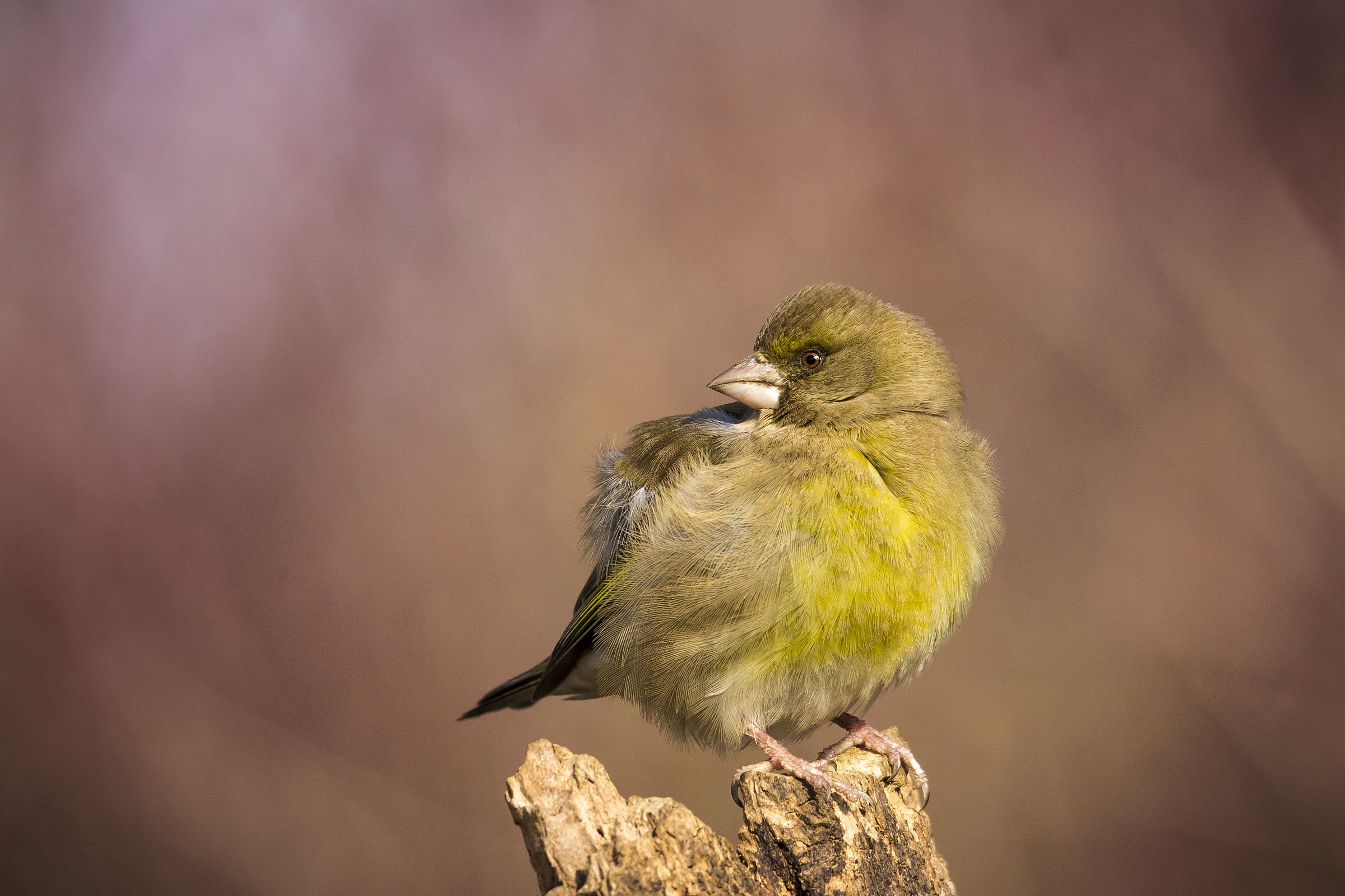 oggi mi sento un po gonfio!