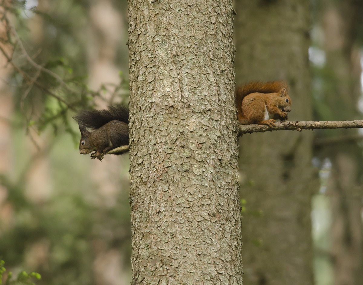 The Red and the Black
