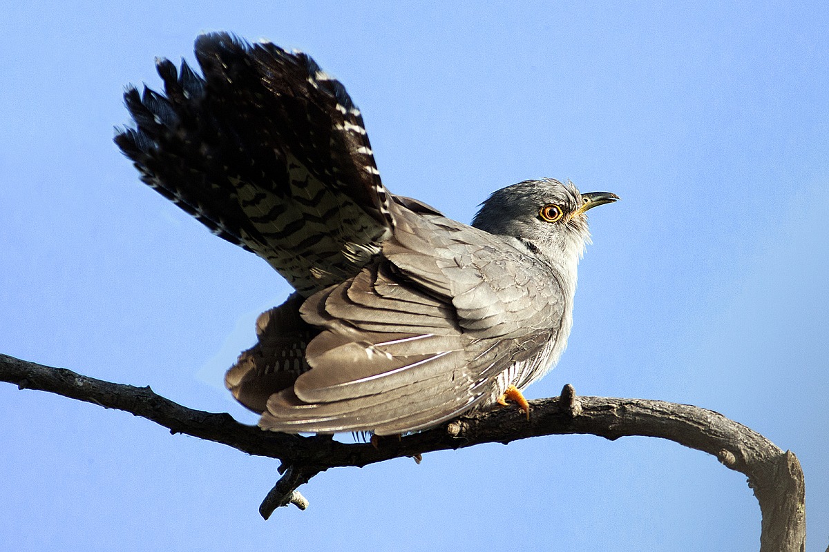 Cuckoo
