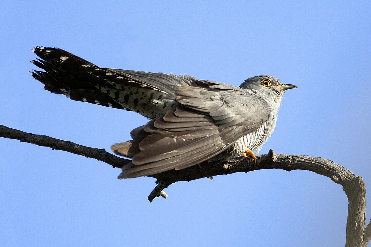 Cuckoo
