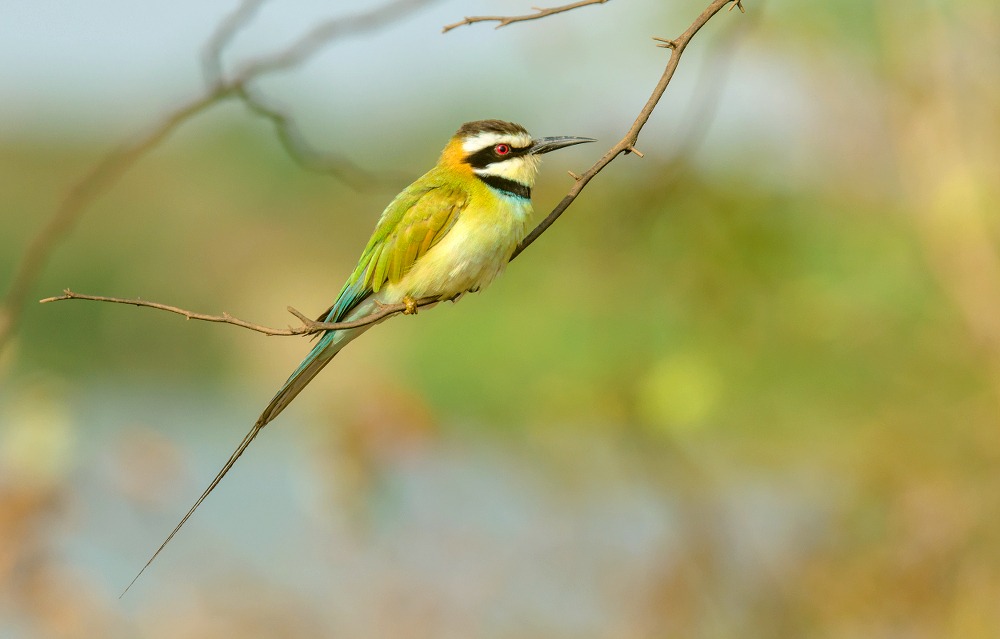 white throated bee eater