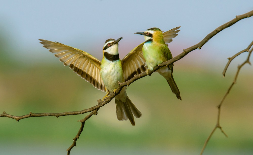 white throated bee eater