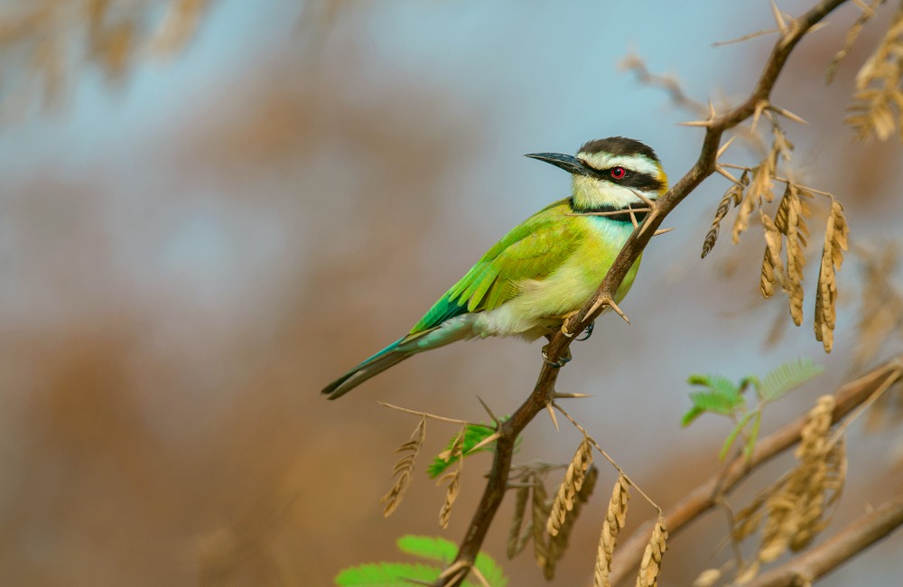 white throated bee eater
