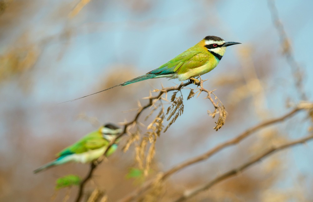 white throated bee eater