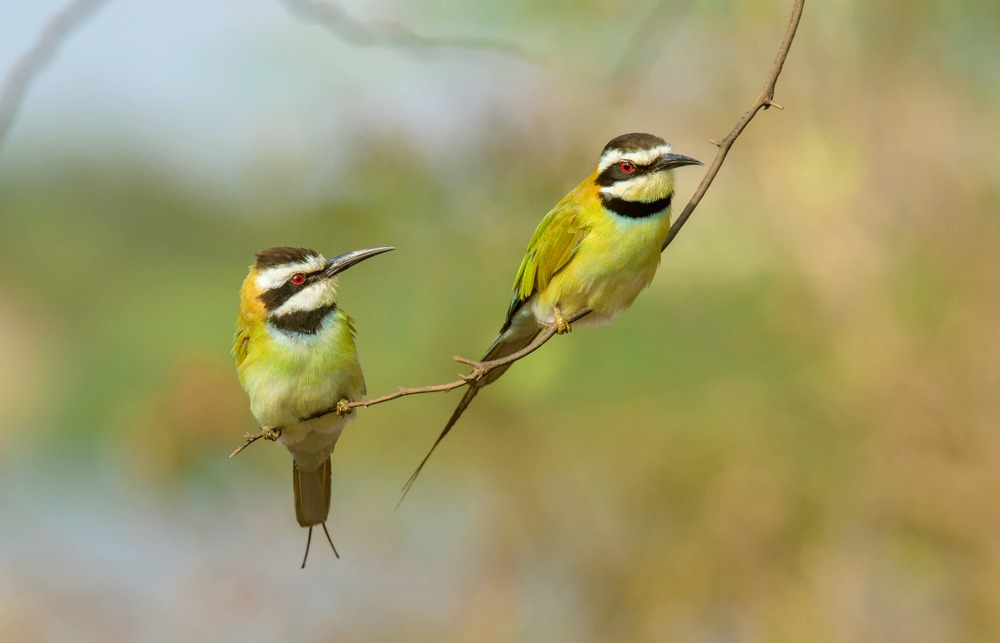 white throated bee eater