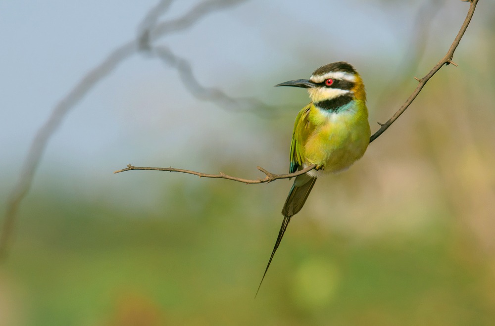 white throated bee eater